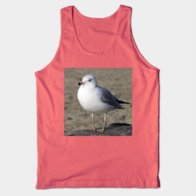 Sea Gull on English Beach, Vancouver, Canada Tank Top by Carole-Anne